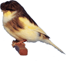 Aviario GALSOT Gloster