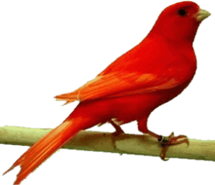 Aviario GALSOT Lipocromo Rojo